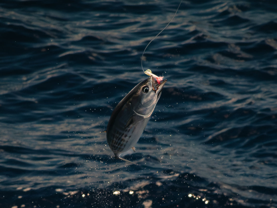 Pole and Line Fishing Maldives